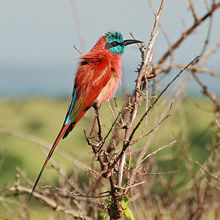 Murchison - Bee-eater